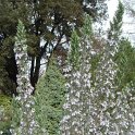 Rosmarinus officinalis fleur P19 P22 (2)